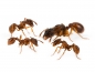 Preview: Myrmica rubra